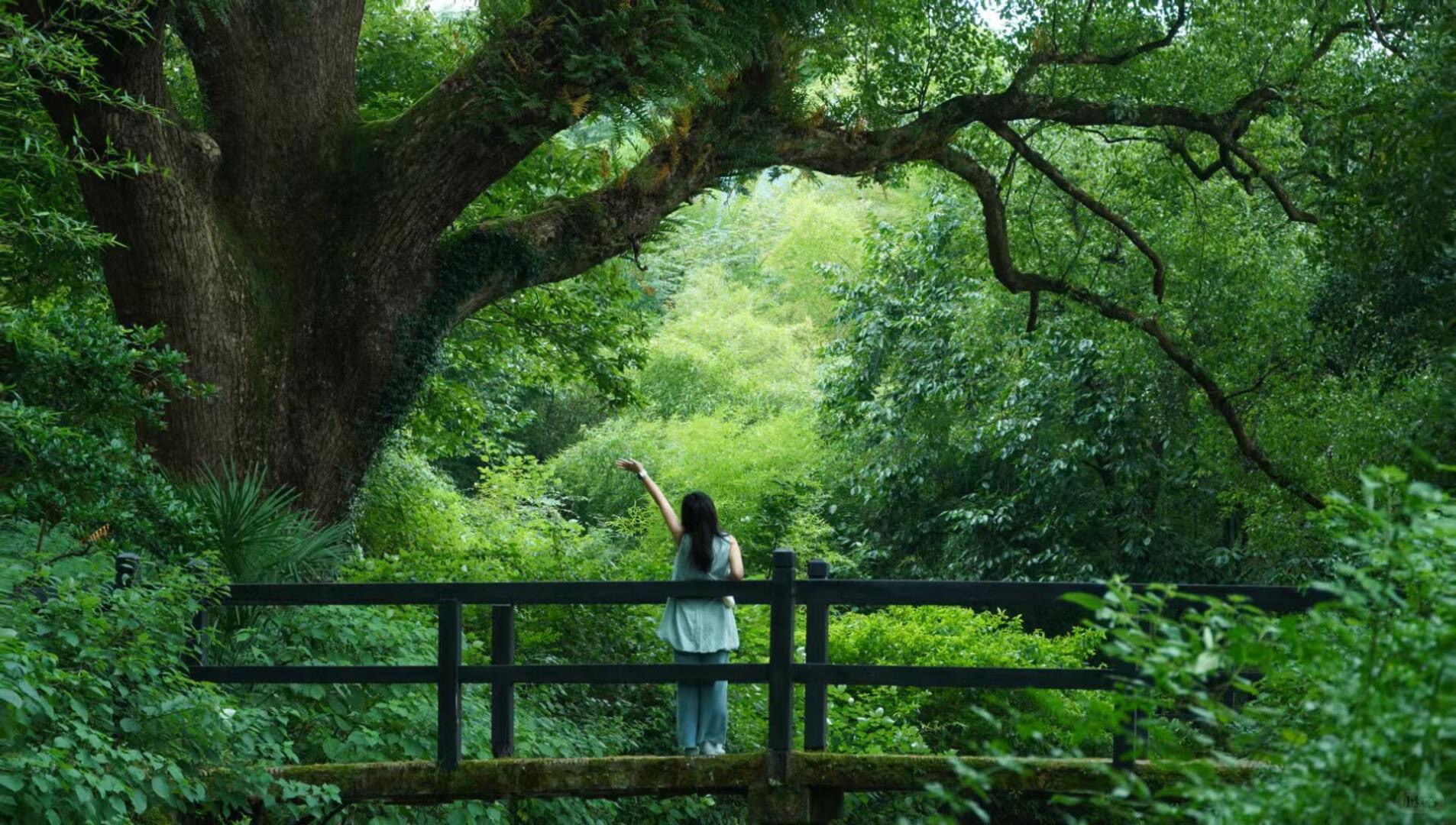 古樟老橋