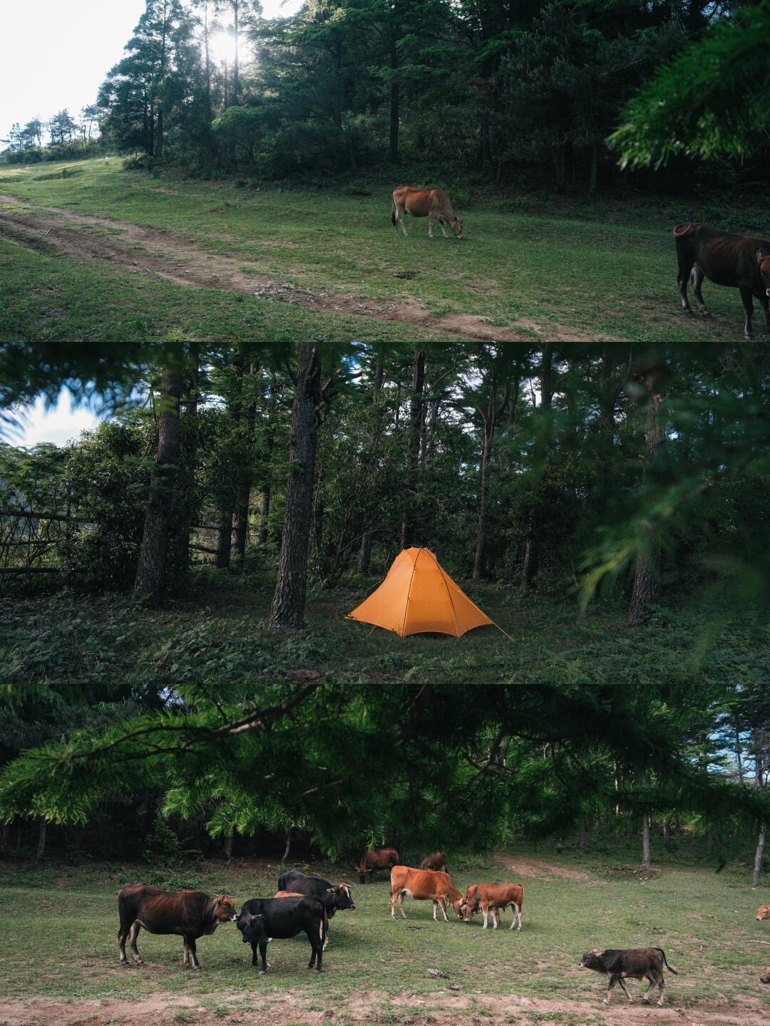 露營扎營